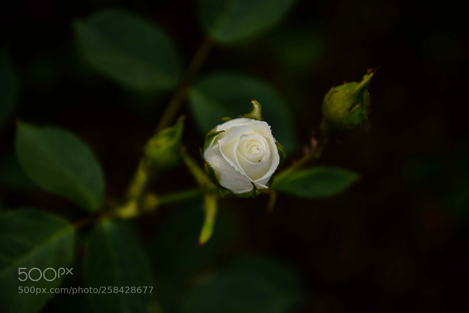 Nikon D5300 sample photo. White rose photography