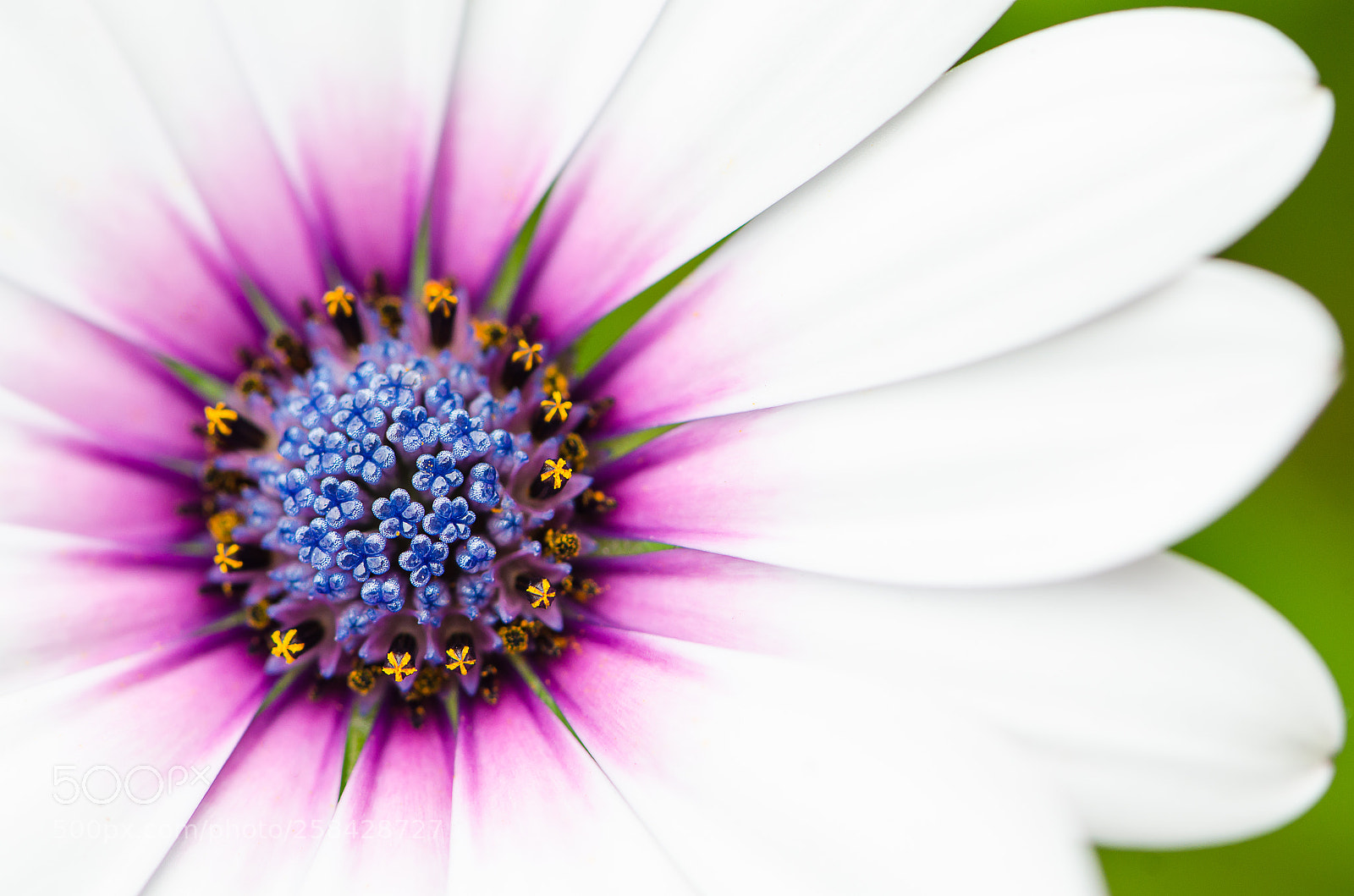 Nikon D7000 sample photo. White flower. photography