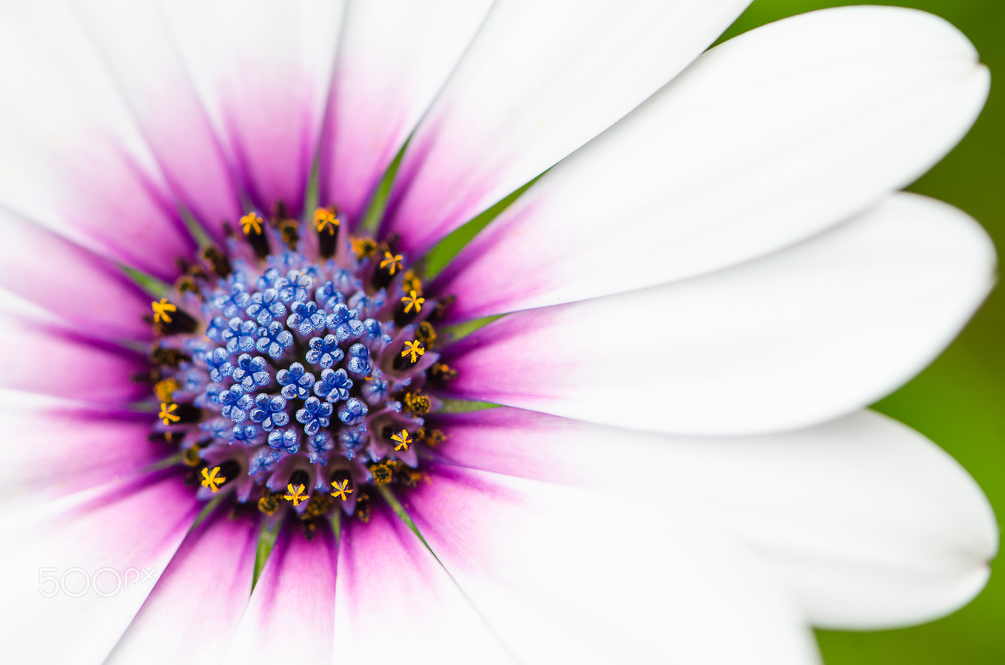 White flower.