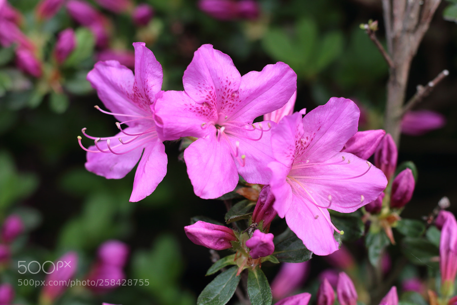 Canon EOS 70D + Canon EF 50mm F1.8 II sample photo. Azalea photography