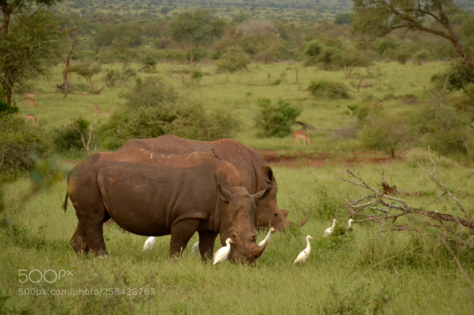 Nikon D3100 sample photo. Rhinos walking with cattle photography