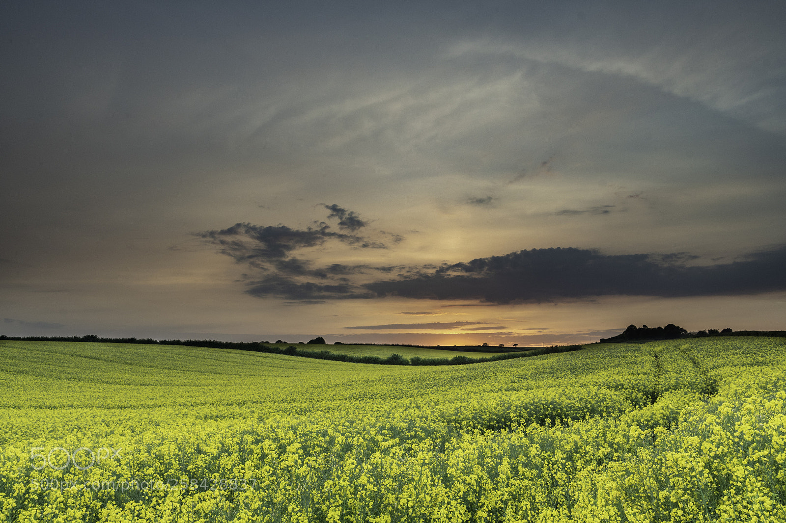 Nikon D500 sample photo. Field at sunset photography