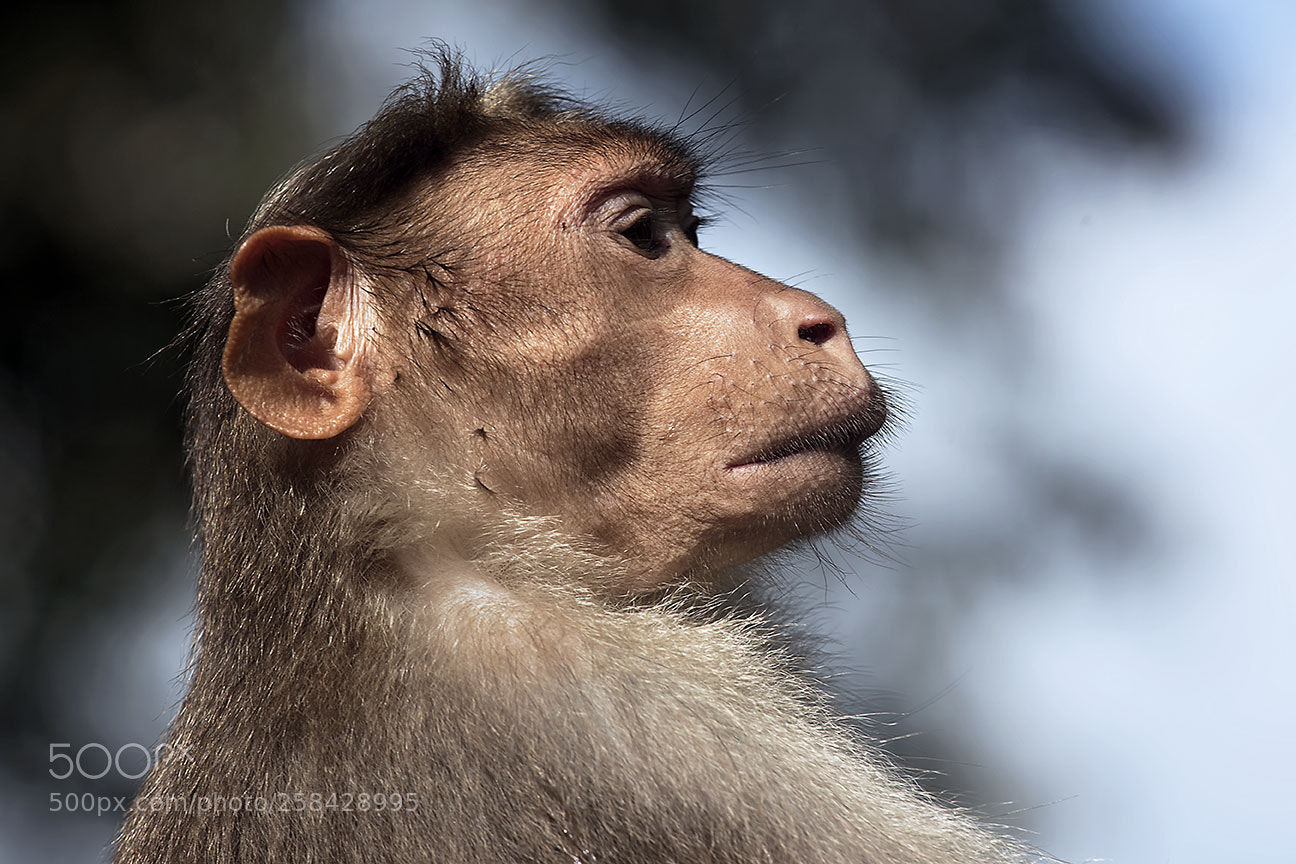 Nikon D810 sample photo. Bonnet macaque photography