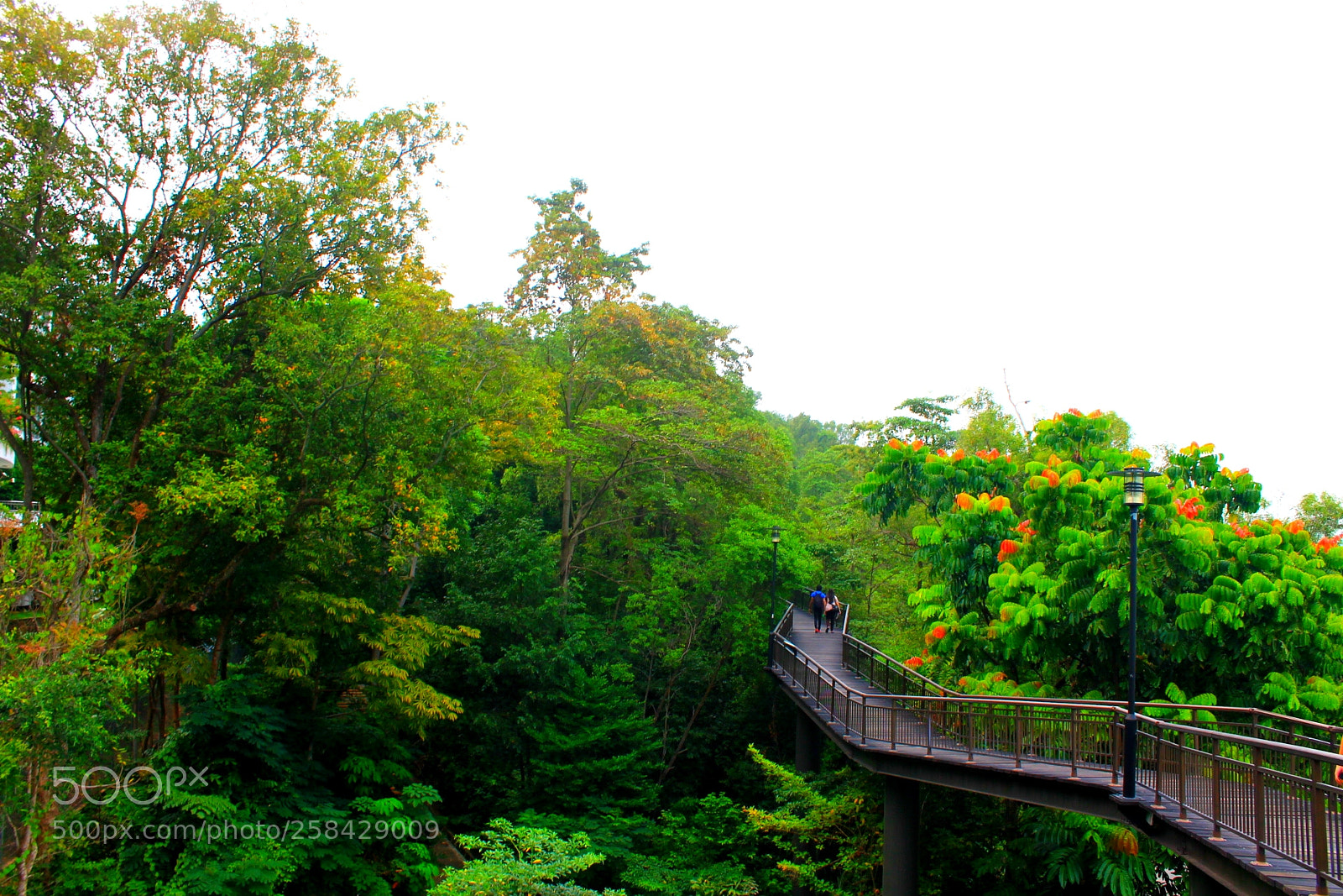Canon EOS 1100D (EOS Rebel T3 / EOS Kiss X50) sample photo. Canopy walk, southern ridges photography