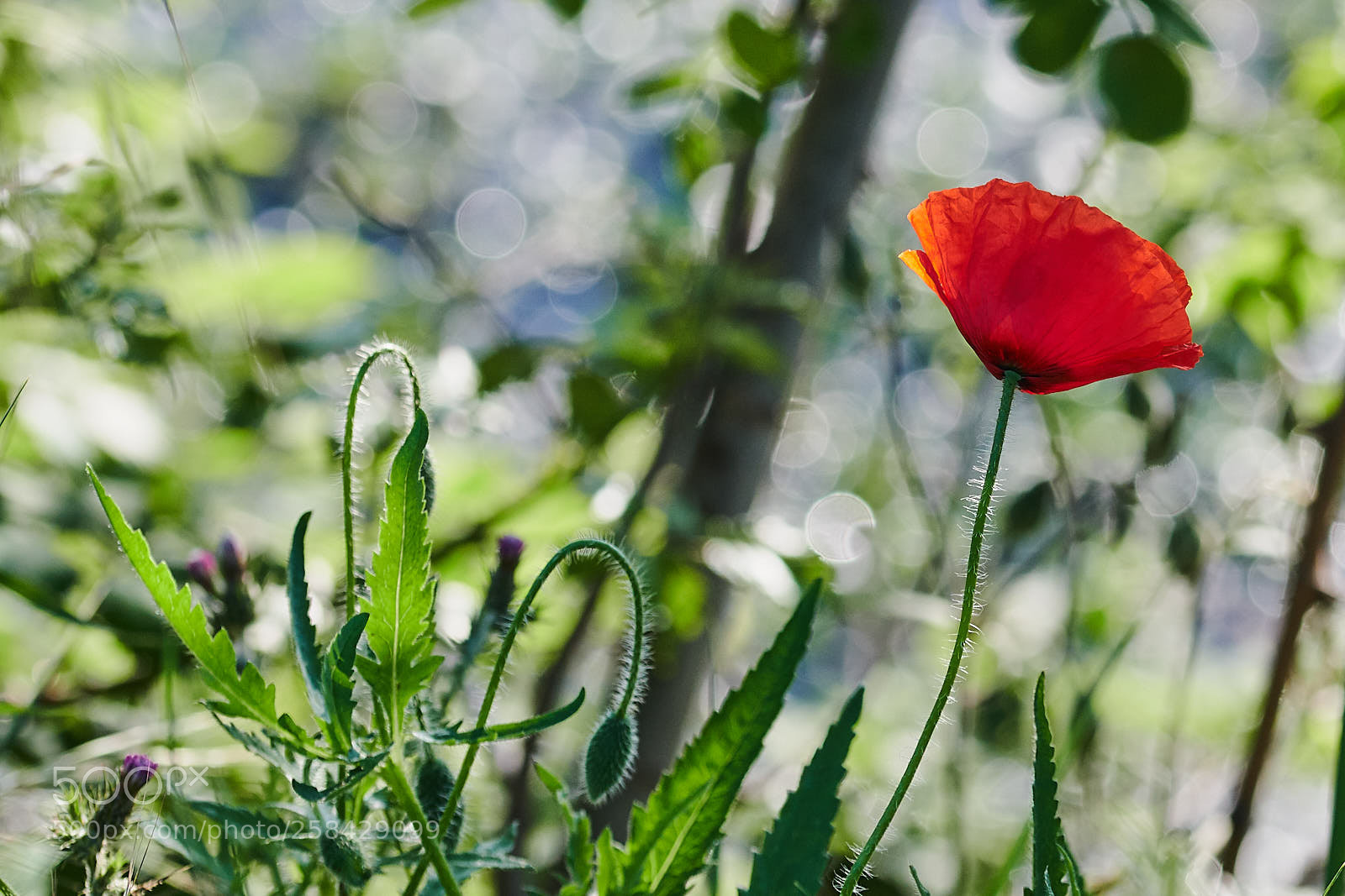 Nikon D7500 sample photo. Coquelicot photography