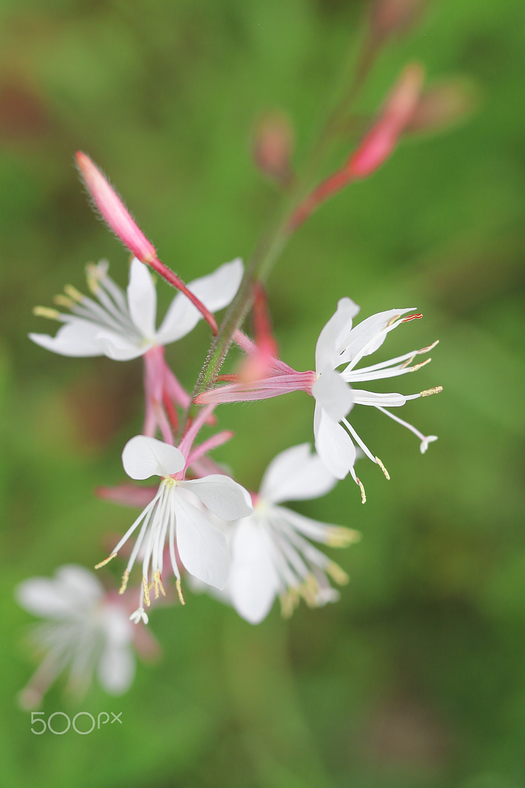 Canon EOS 7D + Canon EF 50mm F1.8 II sample photo. Wildflower photography