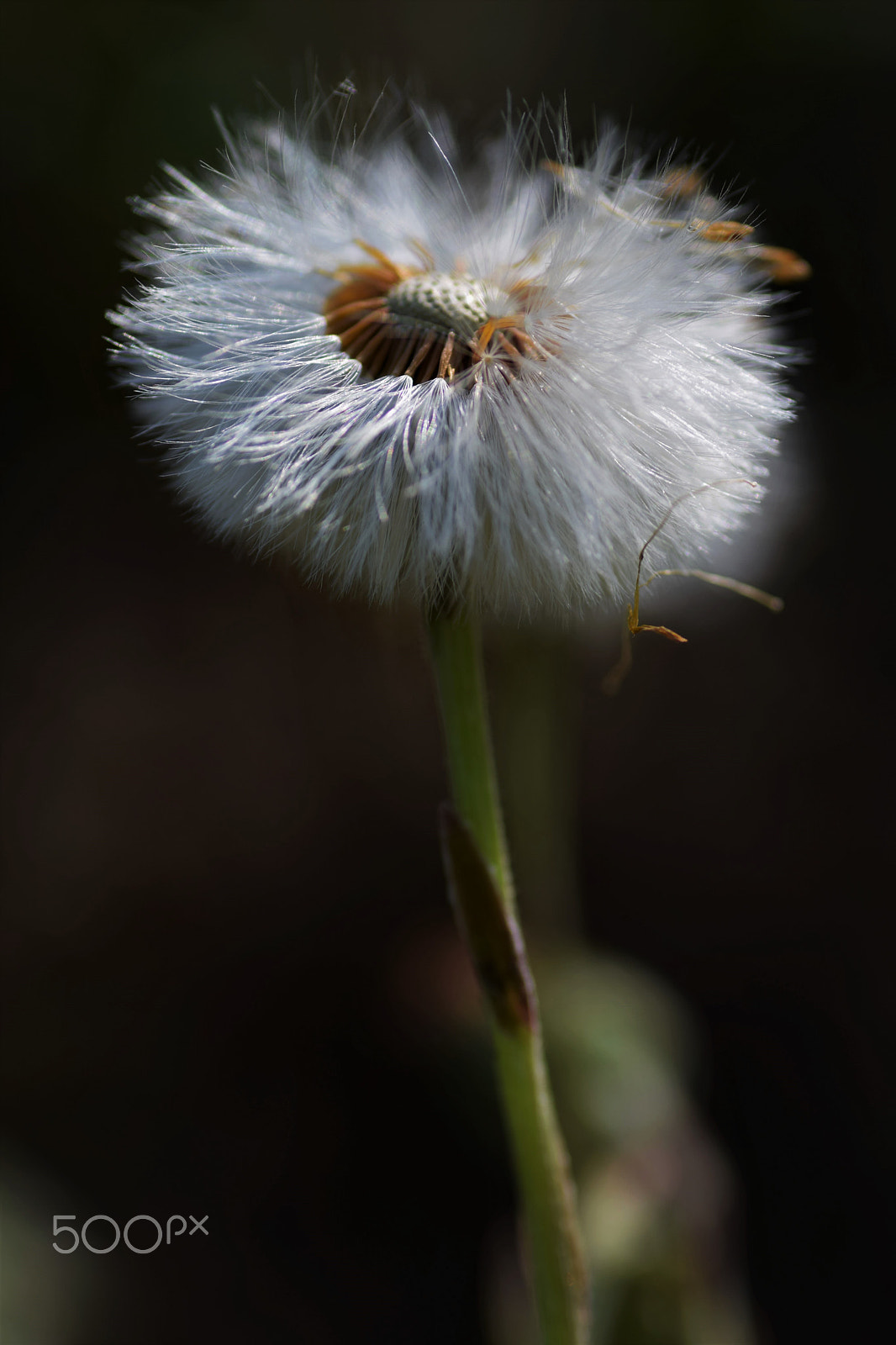 Nikon D3300 sample photo. Fluffy photography