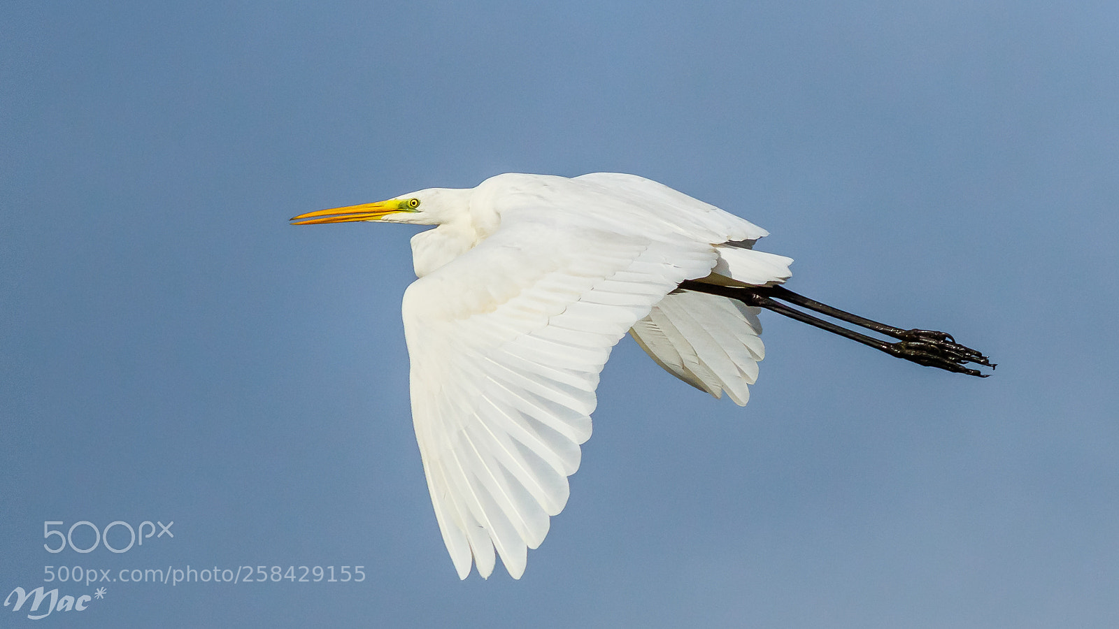 Canon EOS 7D Mark II sample photo. Great egret-grote zilverreiger photography