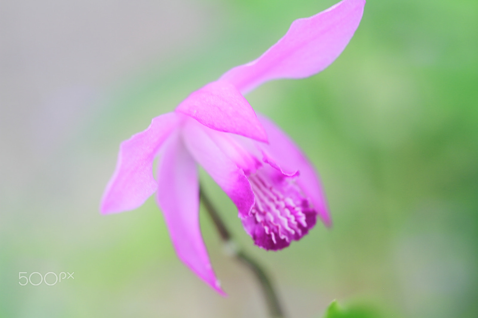 Canon EOS 7D + Canon EF 50mm F1.8 II sample photo. Purple orchid photography