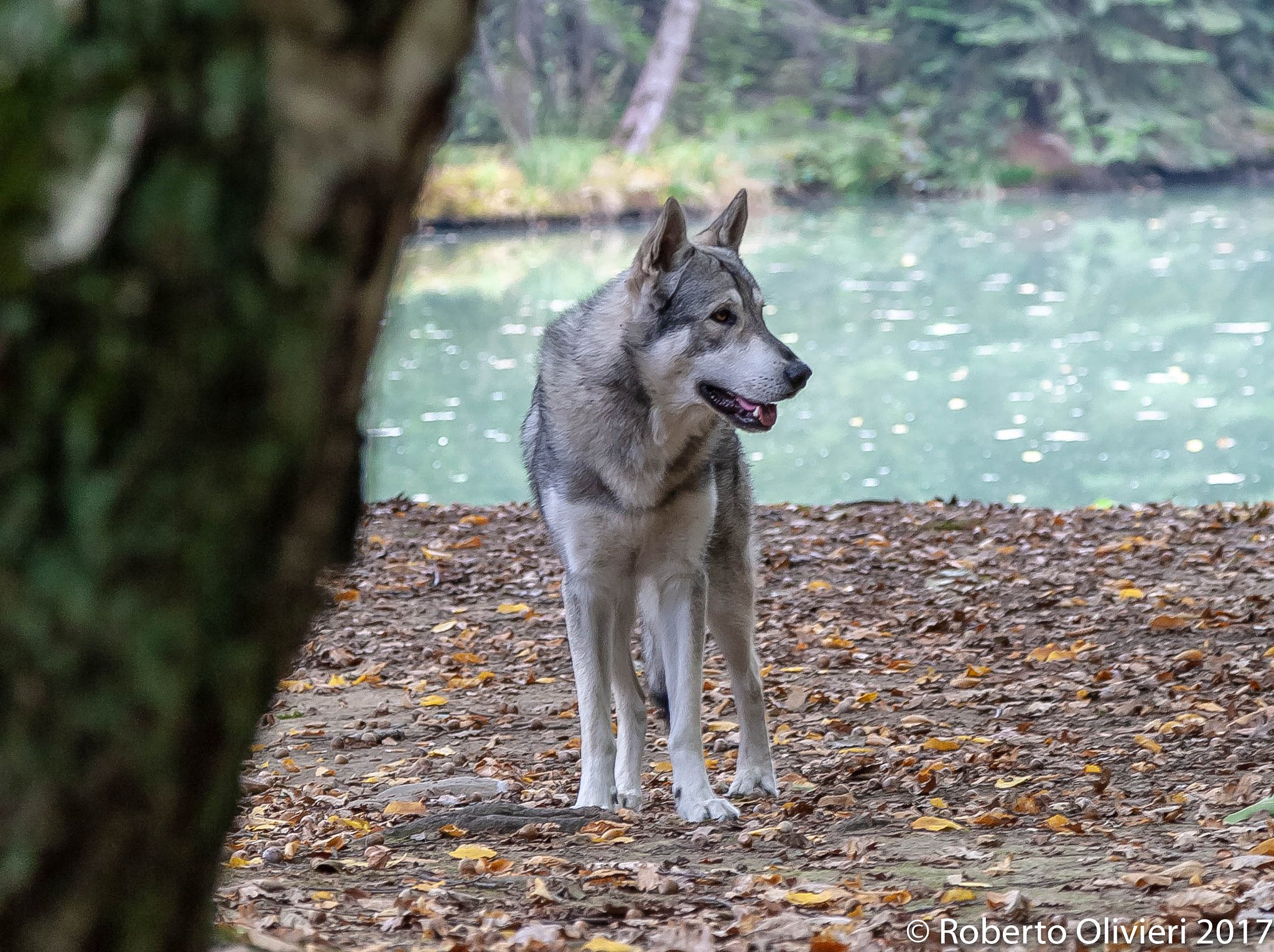 Canon EOS-1D Mark III sample photo. Tanka.....lupo cecoslovacco photography