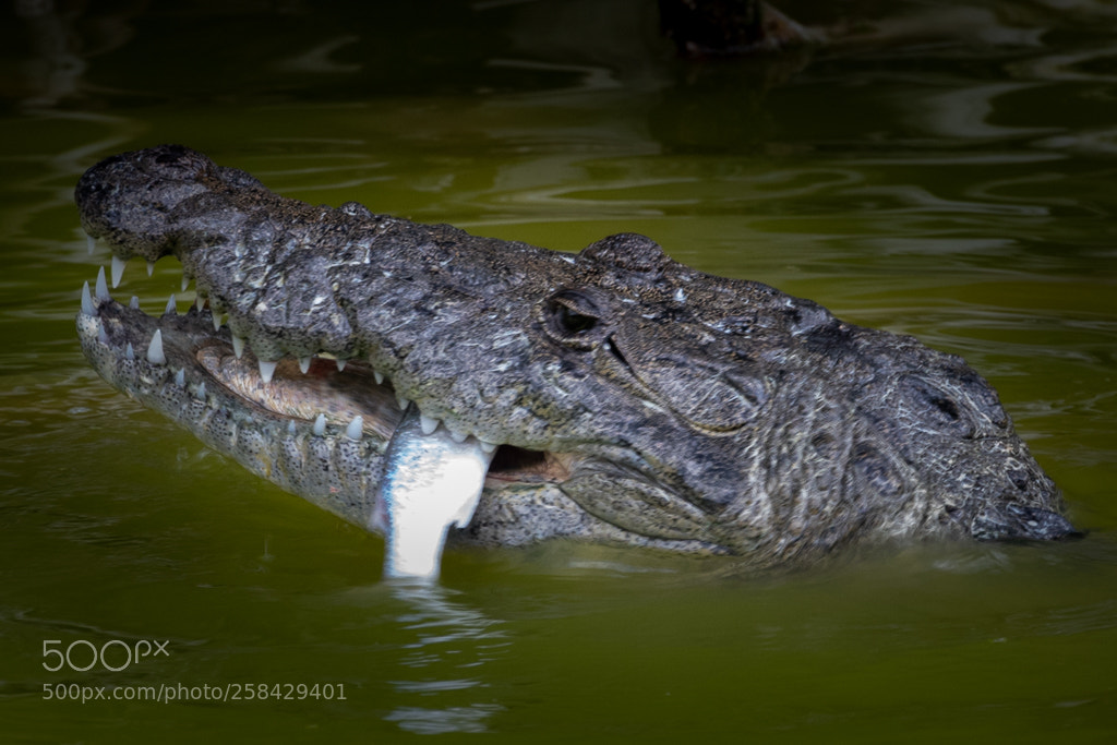 Nikon D5300 sample photo. Hungry croc ! photography