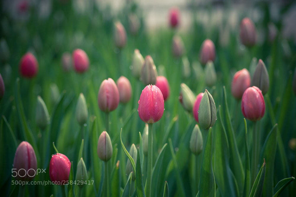 Nikon D750 sample photo. Tulips photography