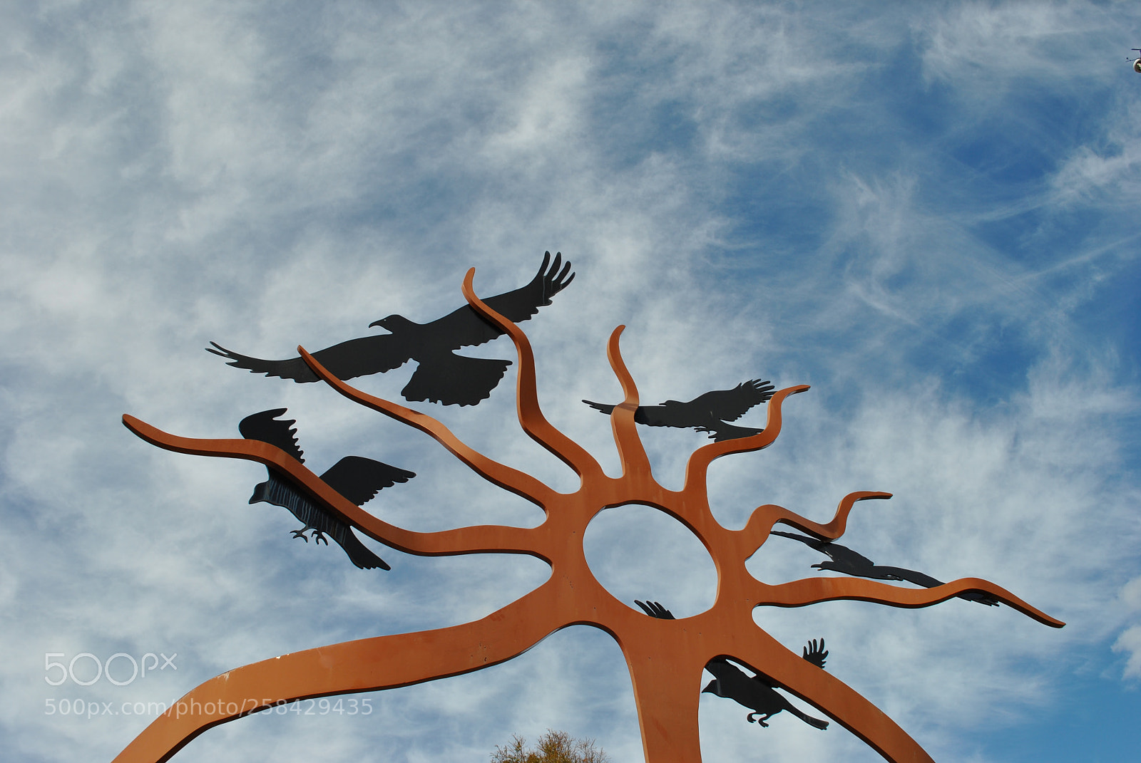 Nikon D3000 sample photo. Birds photography