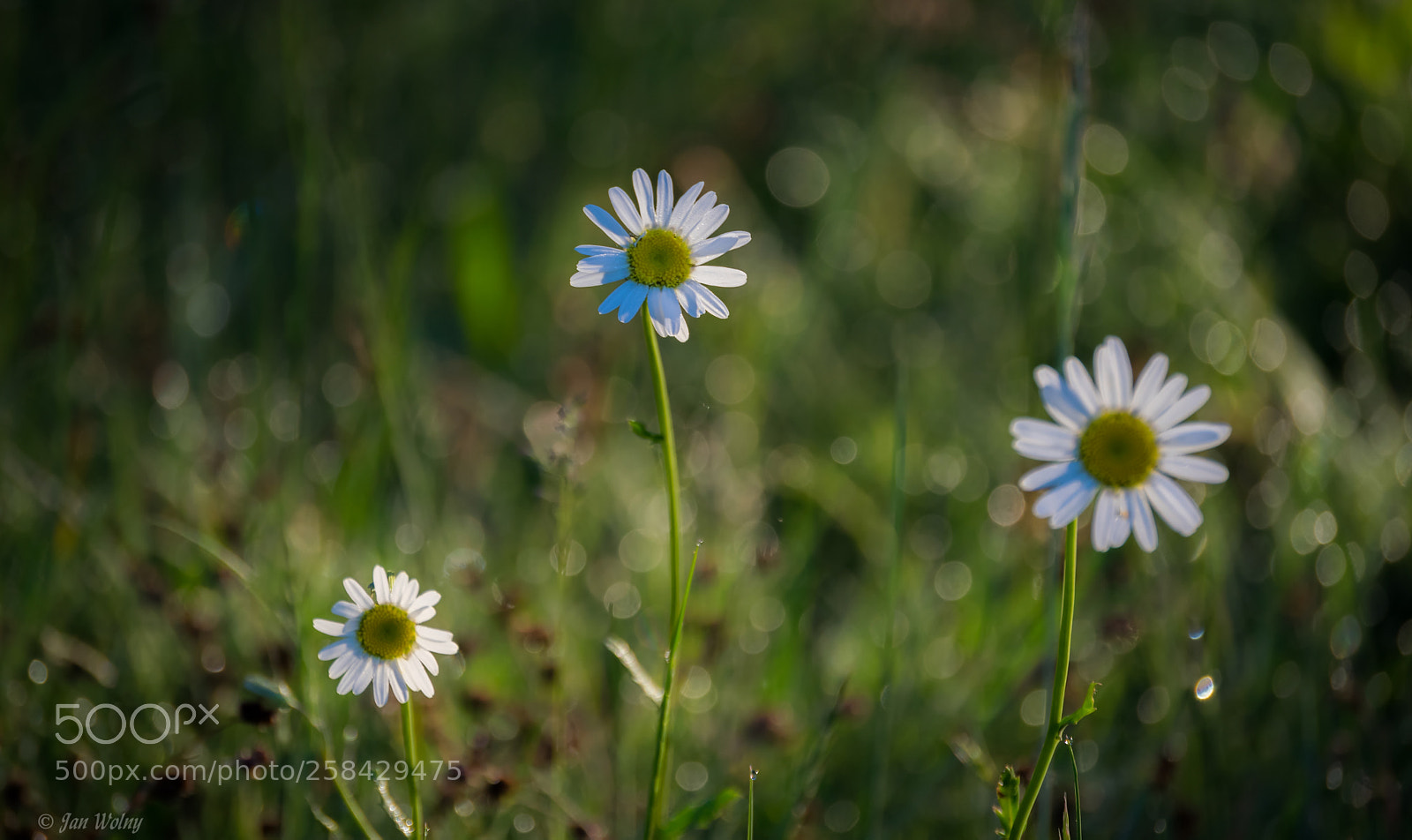 Nikon D3300 sample photo. Trio photography