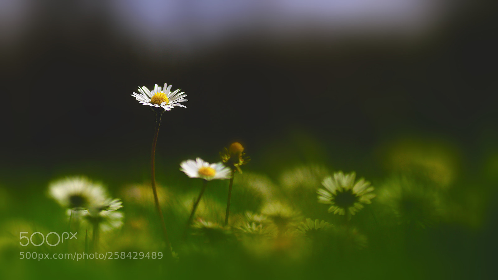 Canon EOS 6D sample photo. The flower photography