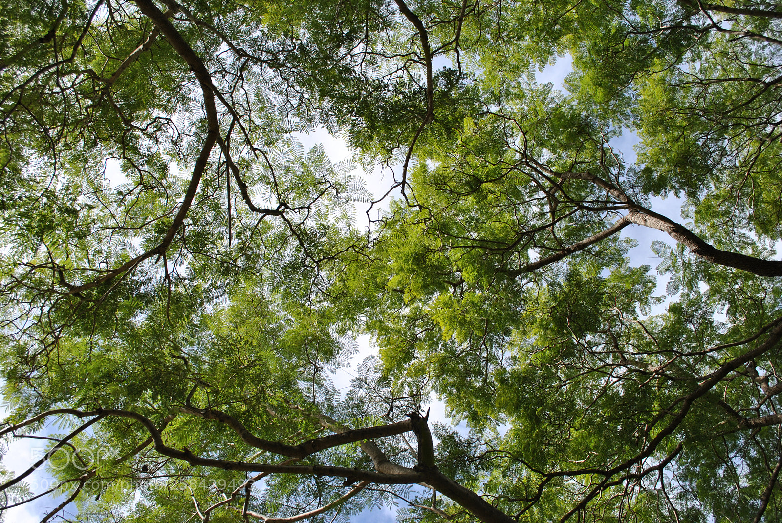 Nikon D3000 sample photo. Alignment of trees photography