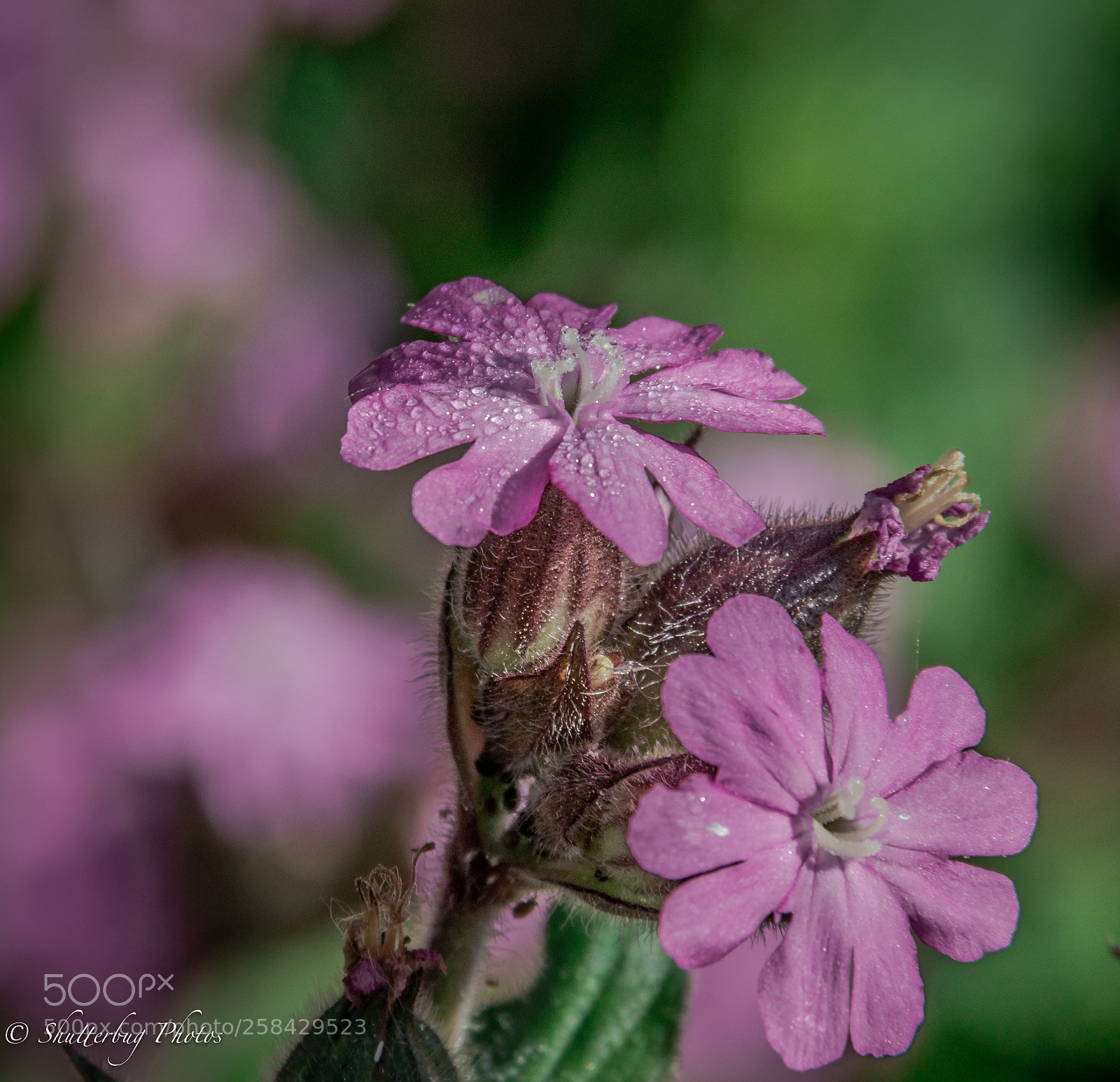 Canon EOS 80D sample photo. Wild flower photography
