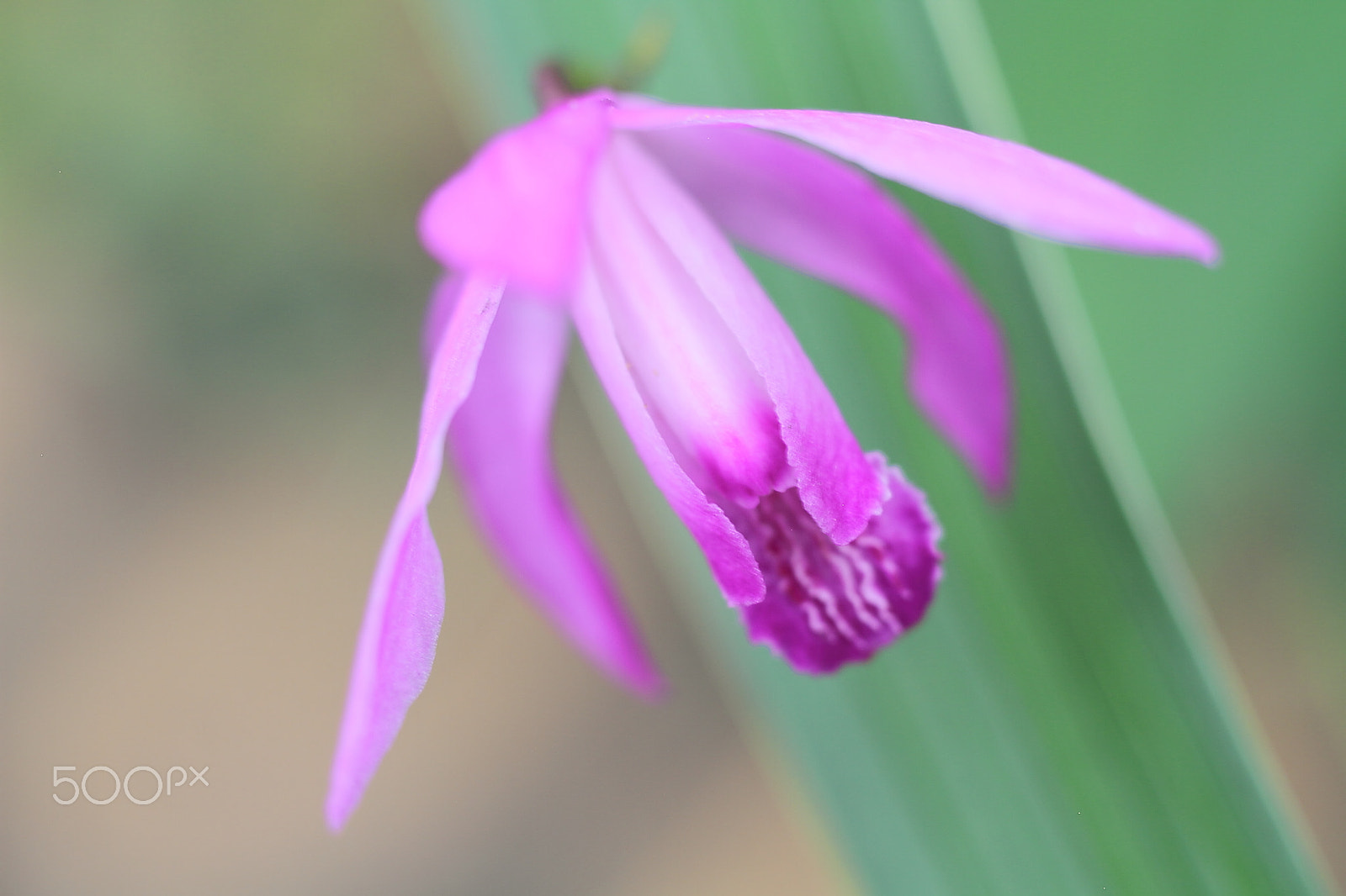 Canon EOS 7D + Canon EF 50mm F1.8 II sample photo. Purple orchid photography