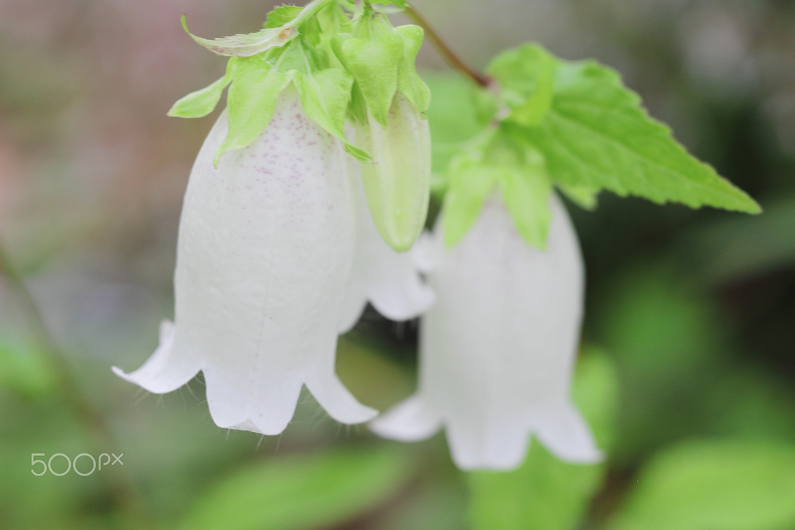Canon EOS 7D + Canon EF 50mm F1.8 II sample photo. Wildflower photography