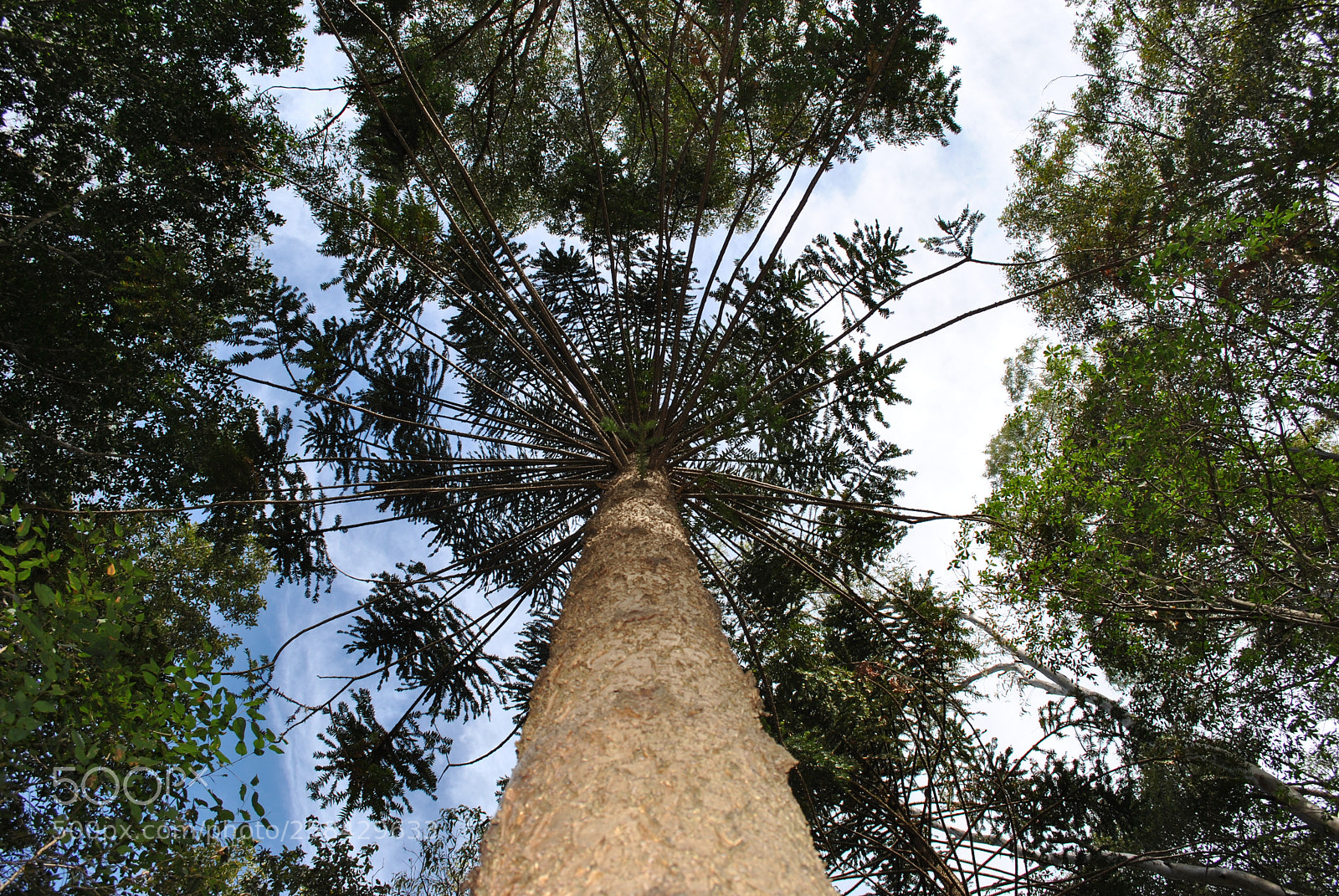Nikon D3000 sample photo. Treescape photography