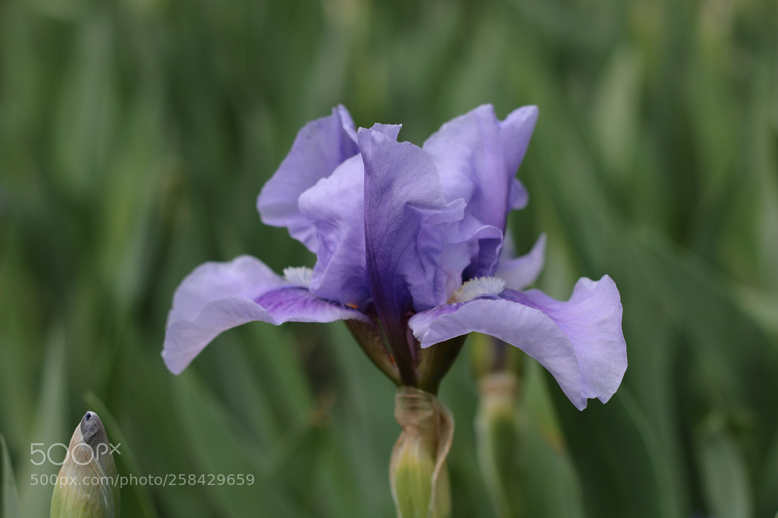 Canon EOS 70D + Canon EF 50mm F1.8 II sample photo. Iris photography