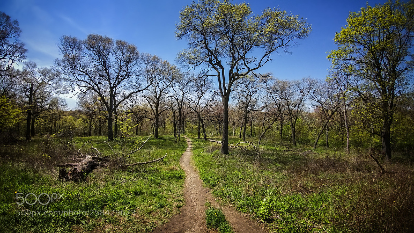 LG G5 sample photo. High park photography