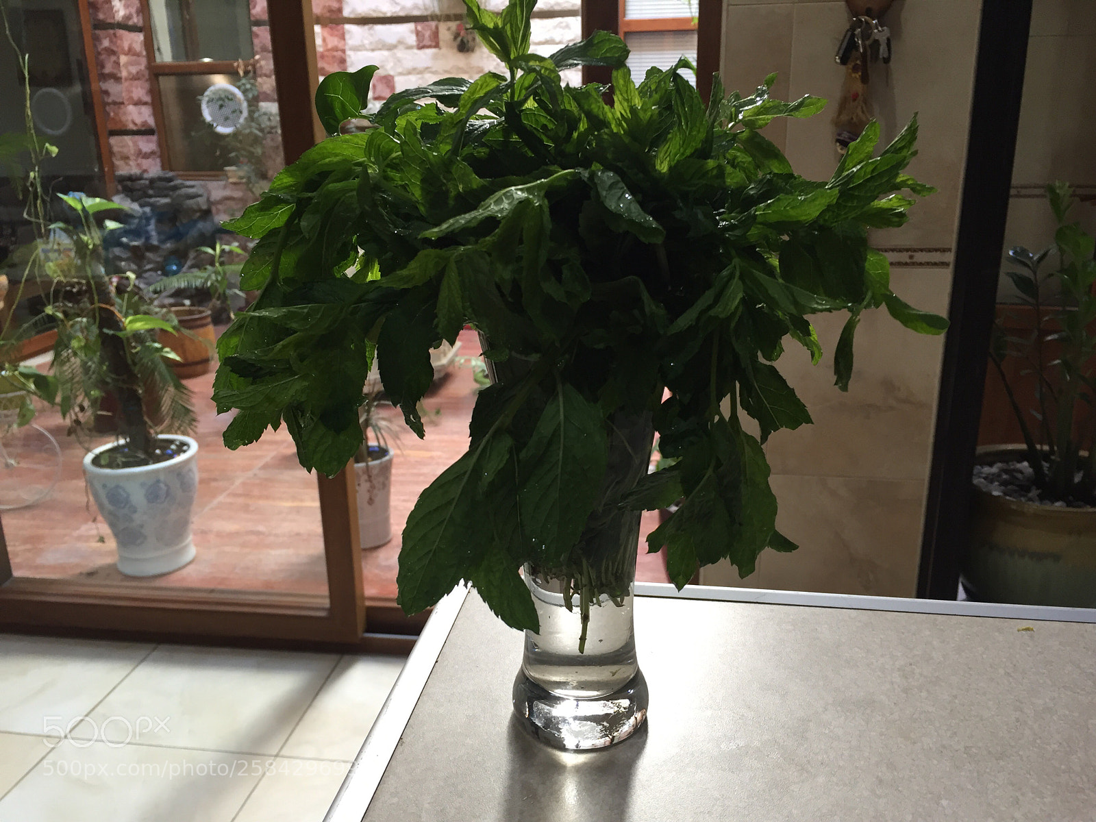 Apple iPhone 6 sample photo. My house mint photography