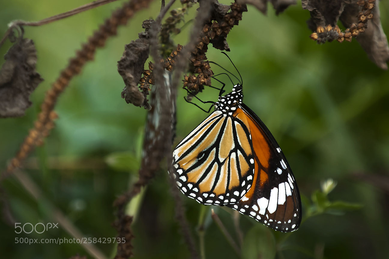 Nikon D80 sample photo. Butterfly photography