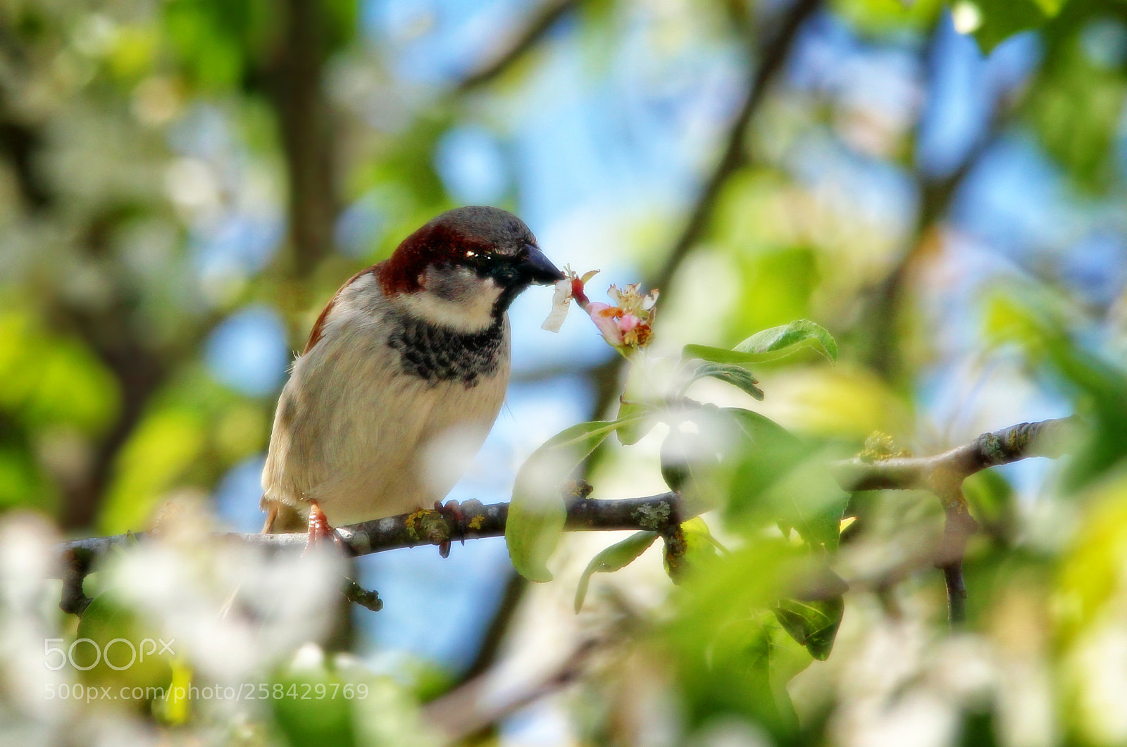 Canon EOS 650D (EOS Rebel T4i / EOS Kiss X6i) sample photo. Sparrow and blossom photography