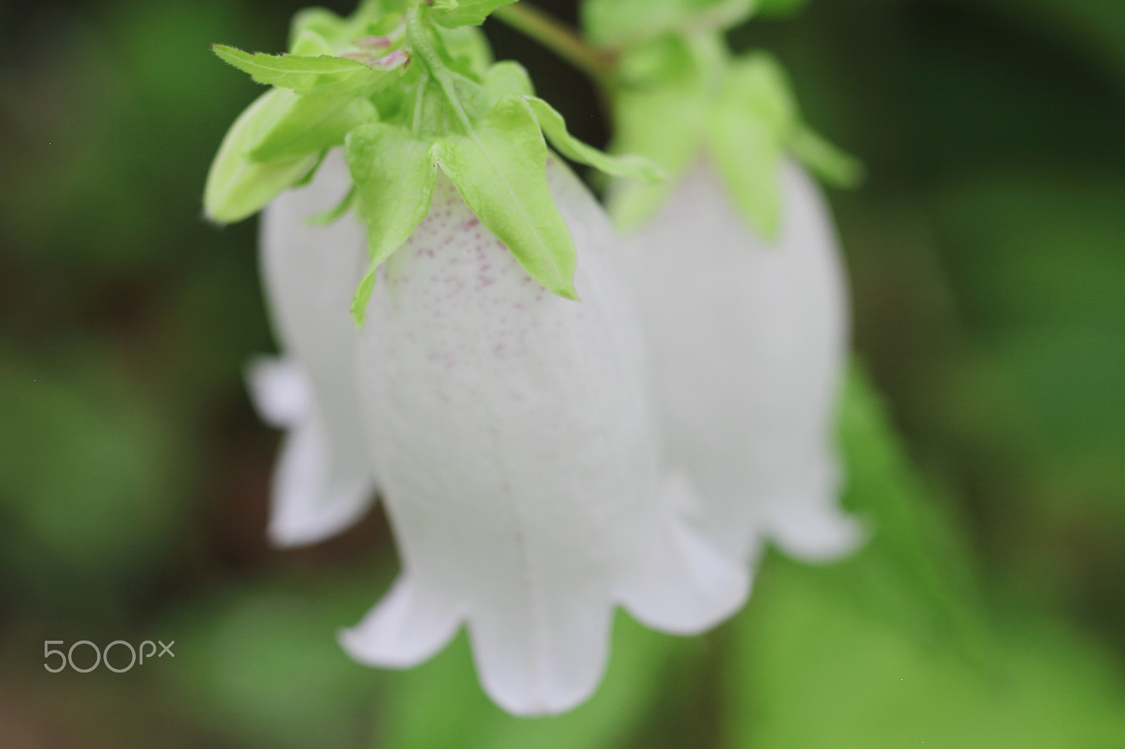 Canon EOS 7D + Canon EF 50mm F1.8 II sample photo. Wildflower photography
