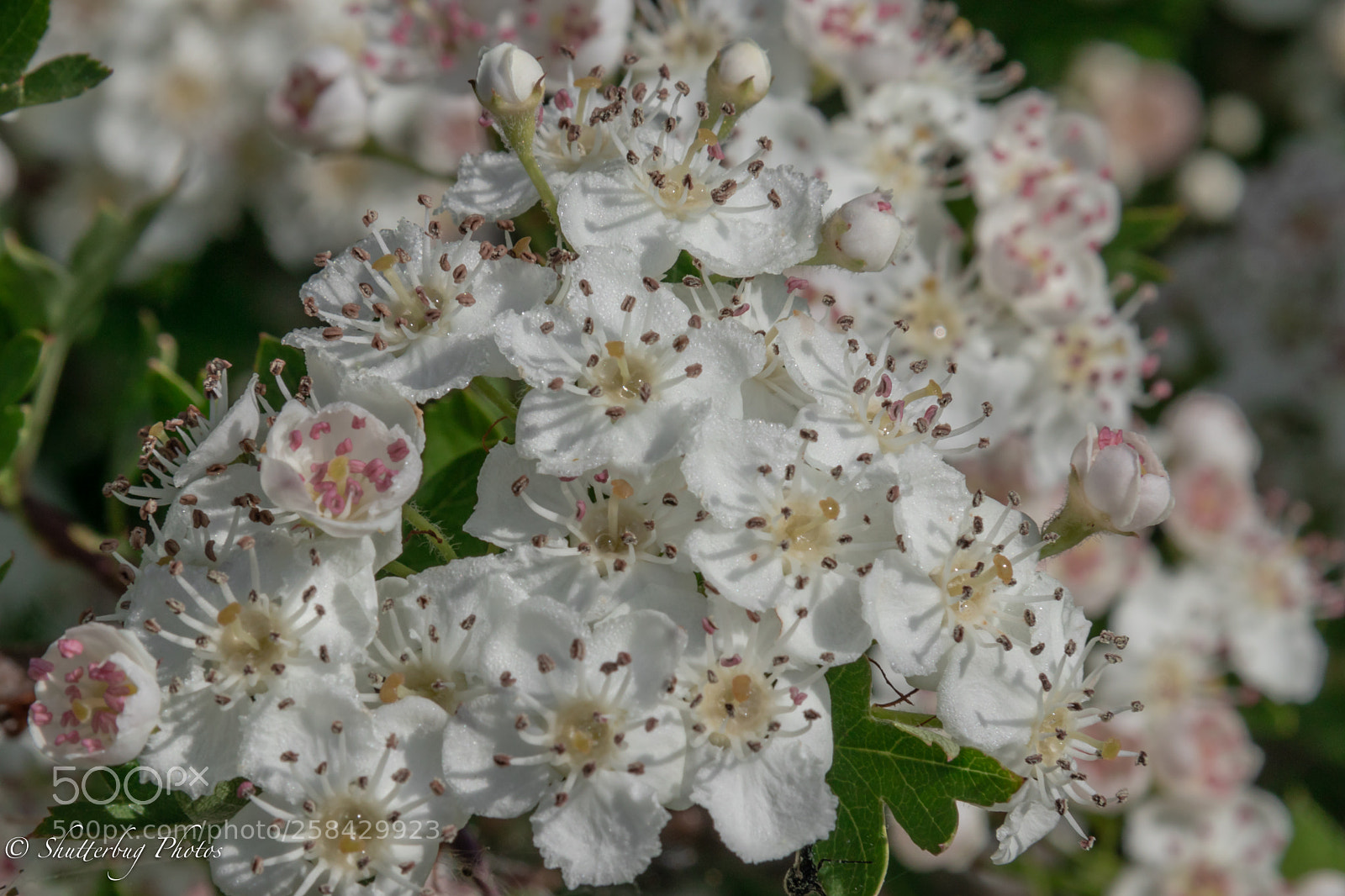 Canon EOS 80D sample photo. Wild flower photography