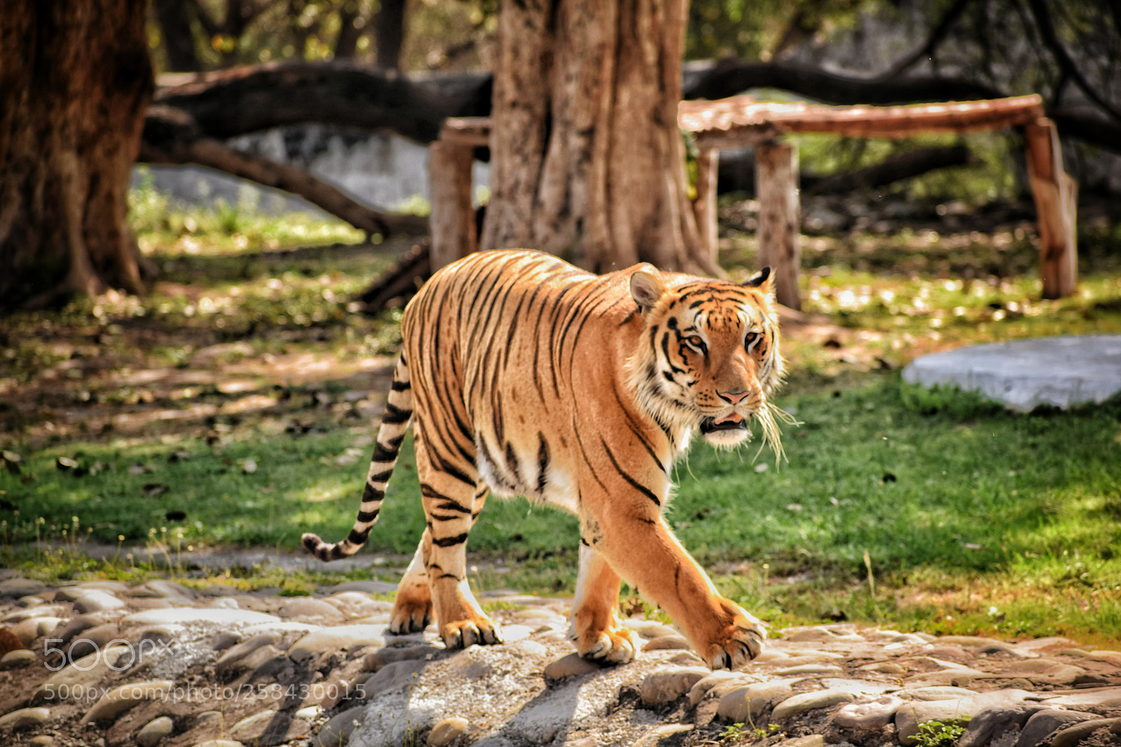 Nikon D5300 sample photo. Tigritude ! photography