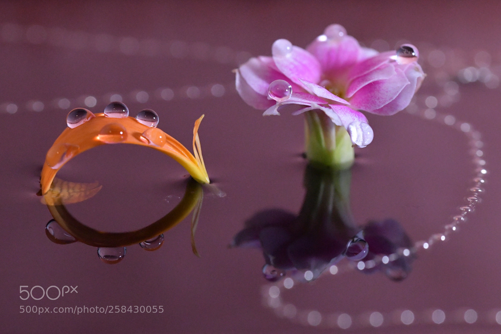 Nikon D850 sample photo. Untitled photography