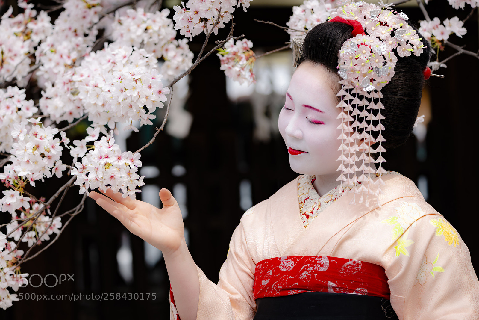 Nikon D800 sample photo. Spring fragrance       deeecbo photography