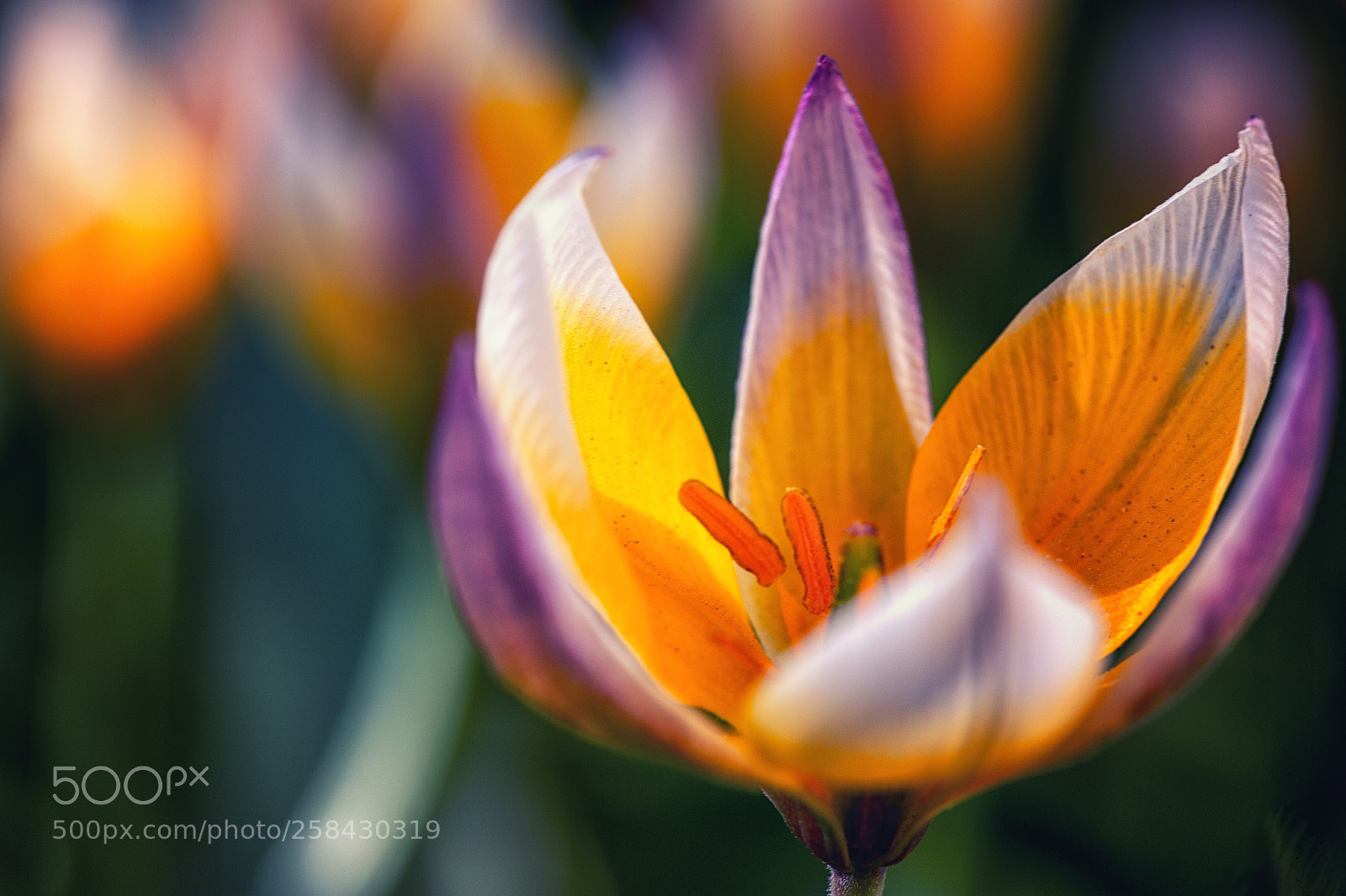Canon EOS 6D sample photo. Yellow and purple photography