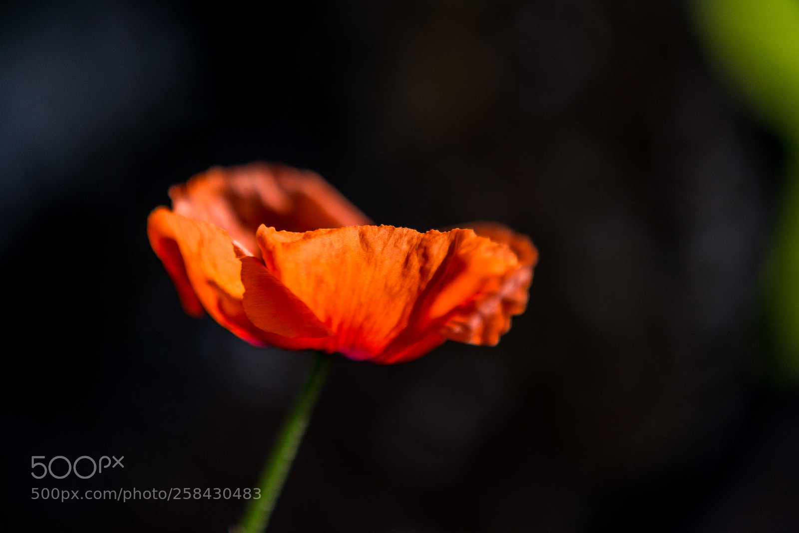 Nikon D610 sample photo. Delicate... photography