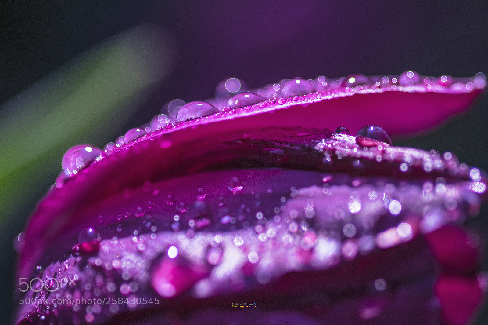Pentax K-3 II sample photo. Flower fire photography