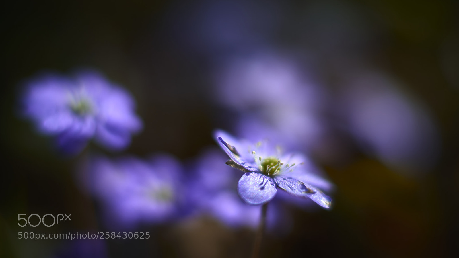 Nikon D800E sample photo. Blue illusions photography