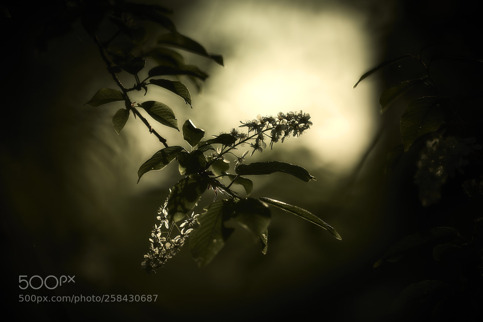 Nikon D800E sample photo. Haunted photography