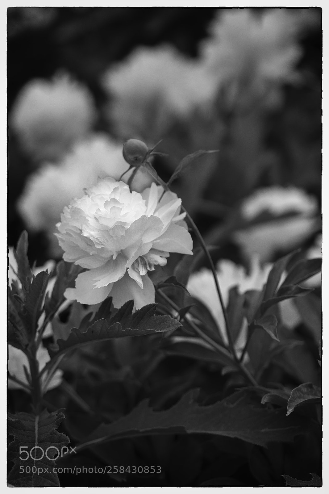 Fujifilm X-T2 sample photo. 牡丹花素亦宜春 photography