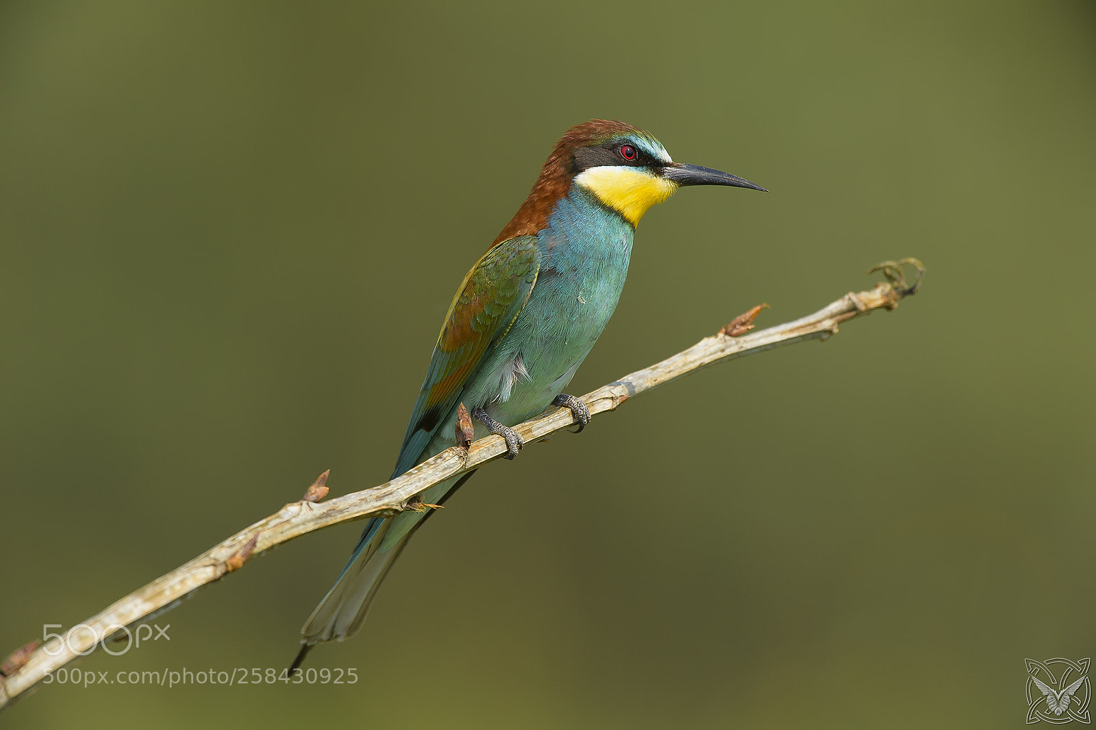 Nikon D4S sample photo. Merops apiaster, gruccione, european photography