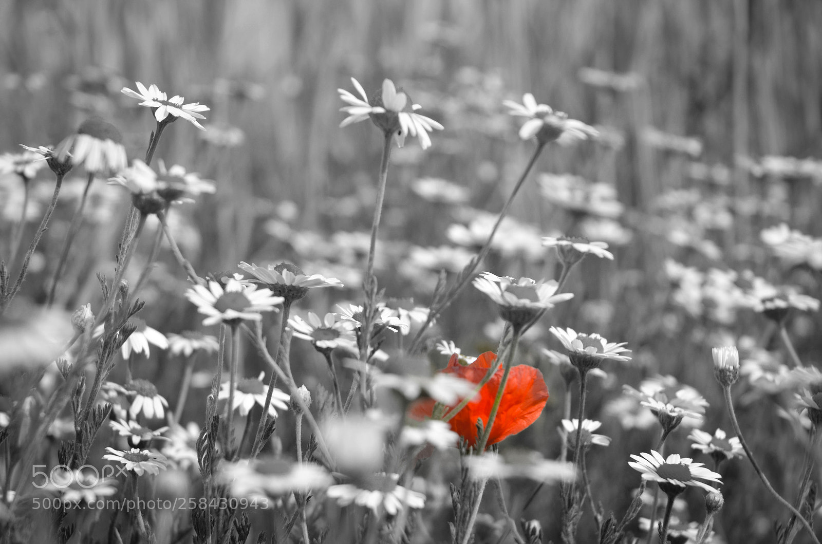 Nikon D5100 sample photo. Red poppy photography
