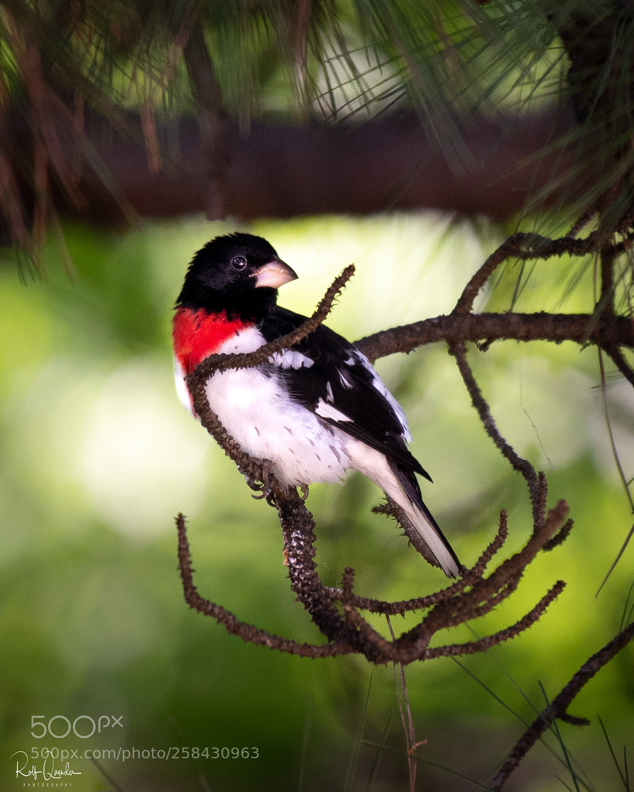 Nikon D750 sample photo. Rose breasted grosbeak photography