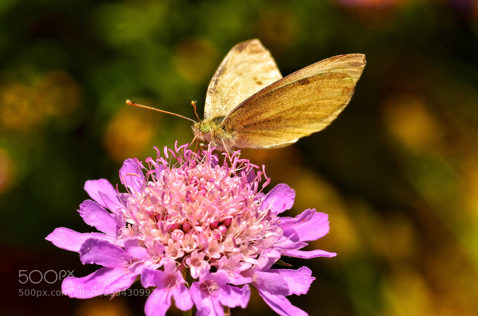 Nikon D7000 sample photo. Untitled photography