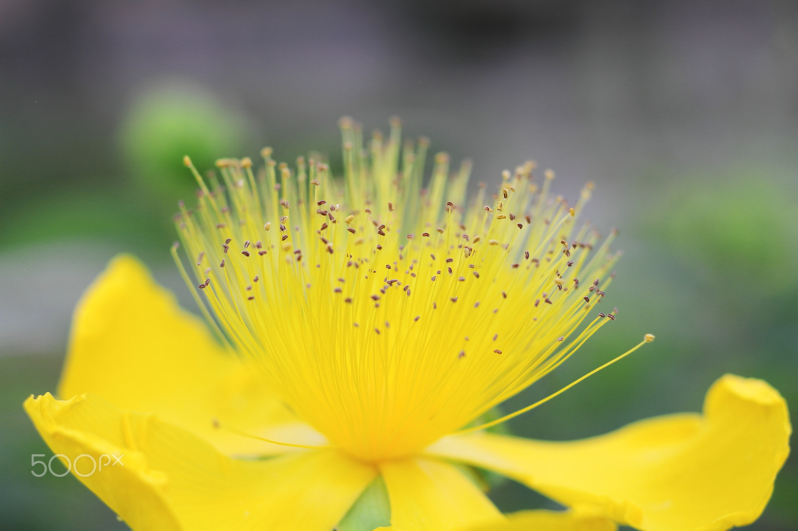 Canon EOS 7D + Canon EF 50mm F1.8 II sample photo. Yellow wildflower photography