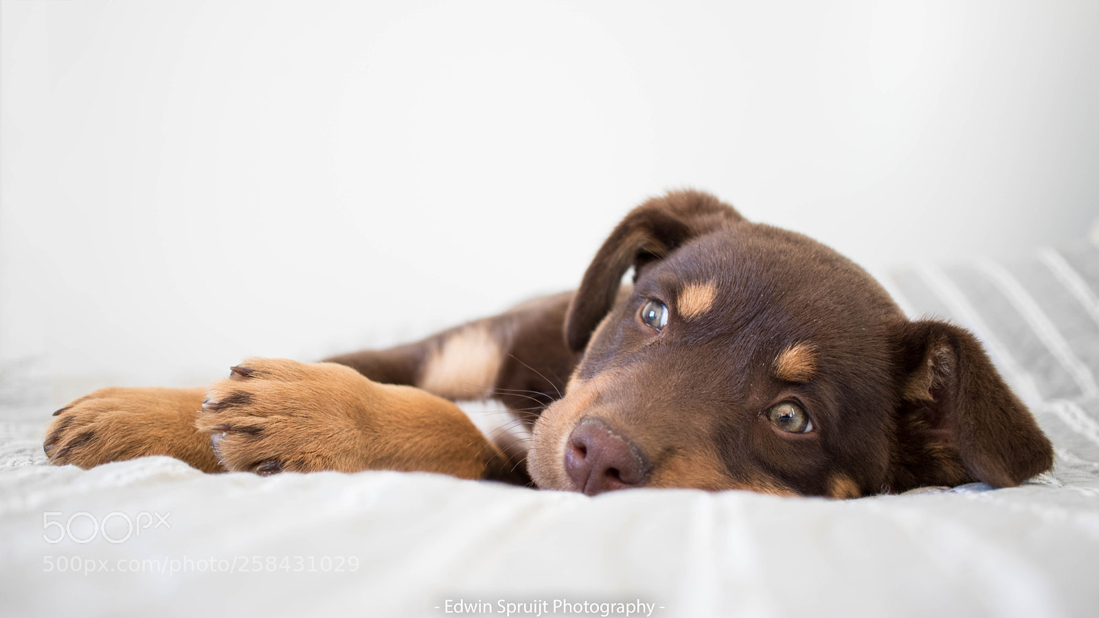 Canon EOS 80D sample photo. Little pup photography
