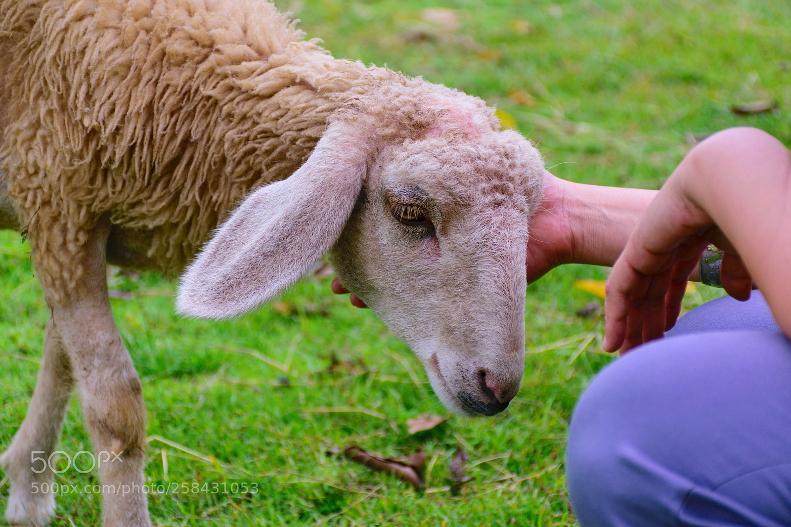 Nikon D5300 sample photo. Touch of love. photography