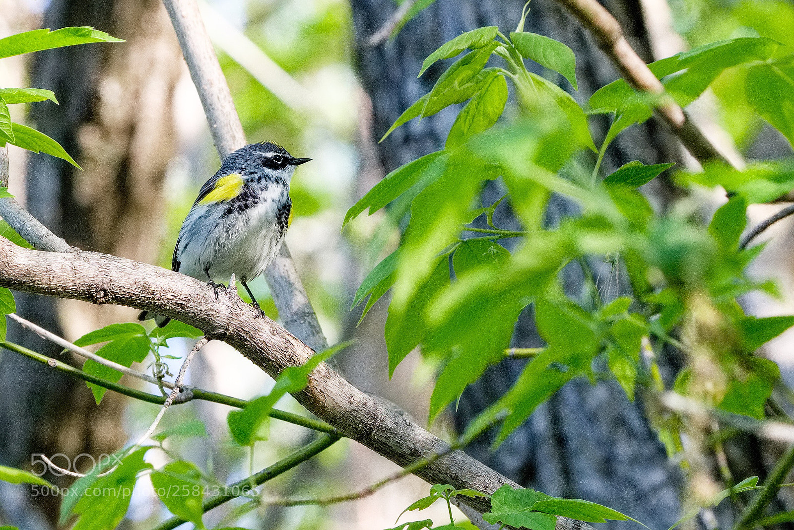 Fujifilm X-T2 sample photo. Paruline masqué  photography