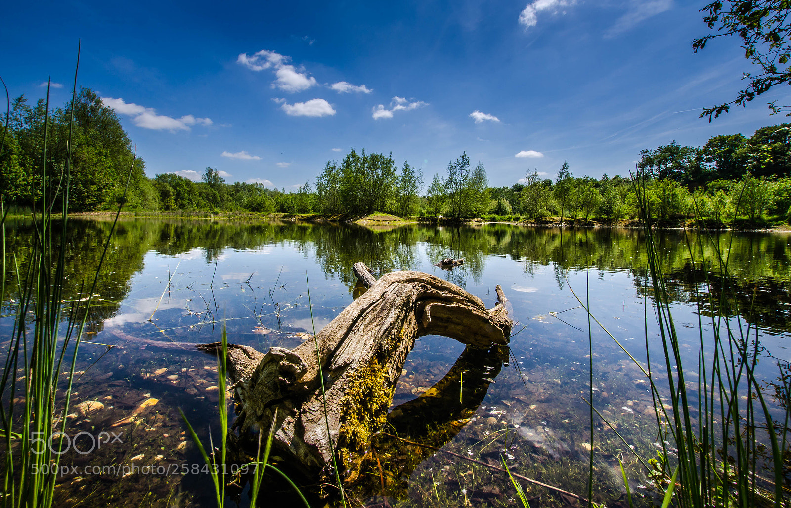 Nikon D7000 sample photo. Swan lake photography