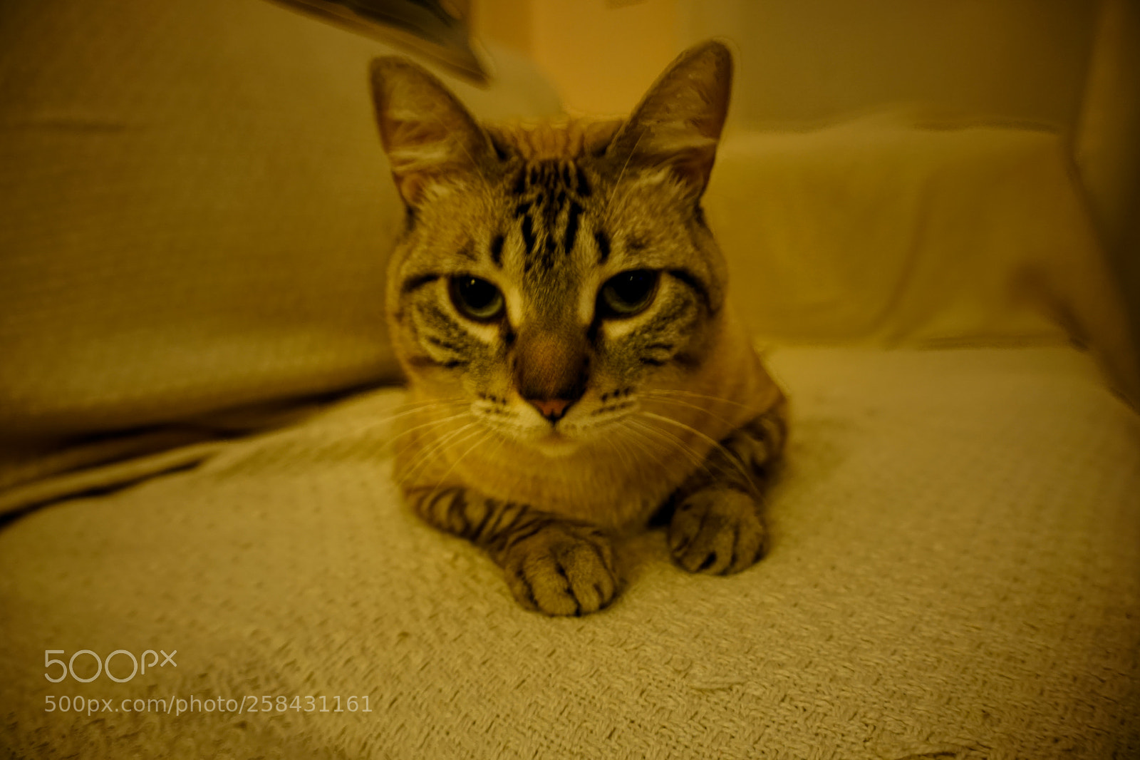 Sony a6300 sample photo. Barton photography